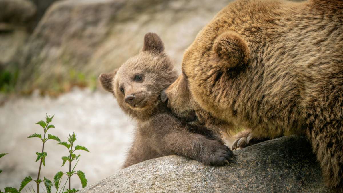 An affectionate moment between a mama bear and her cub, representing how we can lovingly tend to the worries of our inner critic like we would our children.